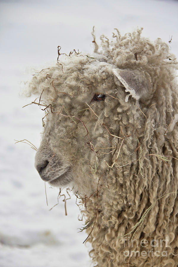 Wooly Winter Sheep Colonial Williamsburg Portrait Photograph by Karen Jorstad