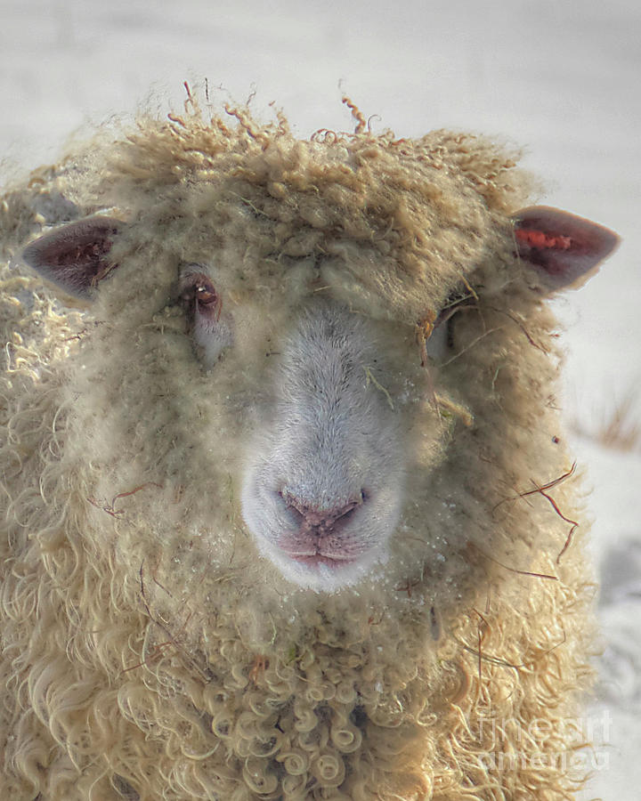 Wooly Winter Sheep Colonial Williamsburg I Photograph by Karen Jorstad