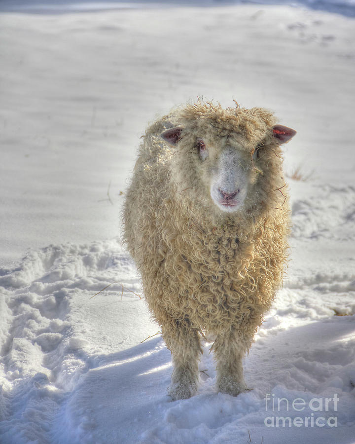 Wooly Winter Sheep Colonial Williamsburg Photograph by Karen Jorstad