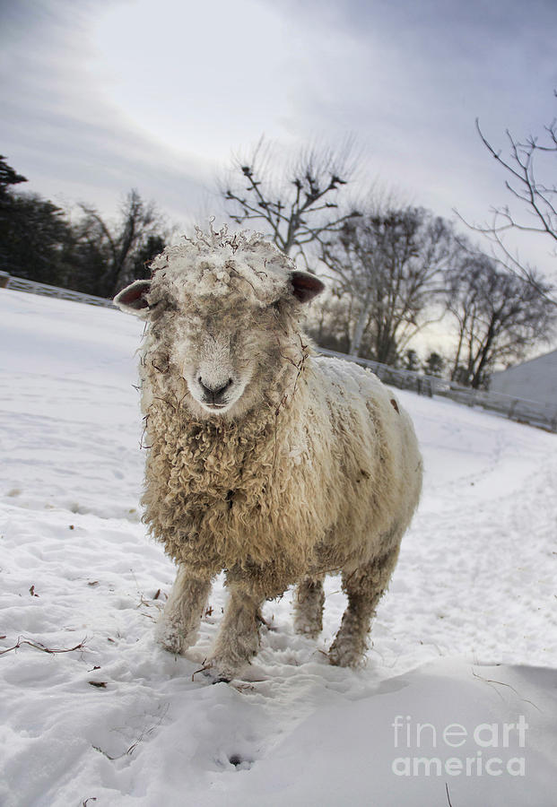 Wooly Winter Sheep Colonial Williamsburg Virginia Photograph by Karen Jorstad