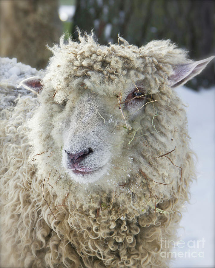 Wooly Winter Sheep Colonial Williamsburg II Photograph by Karen Jorstad