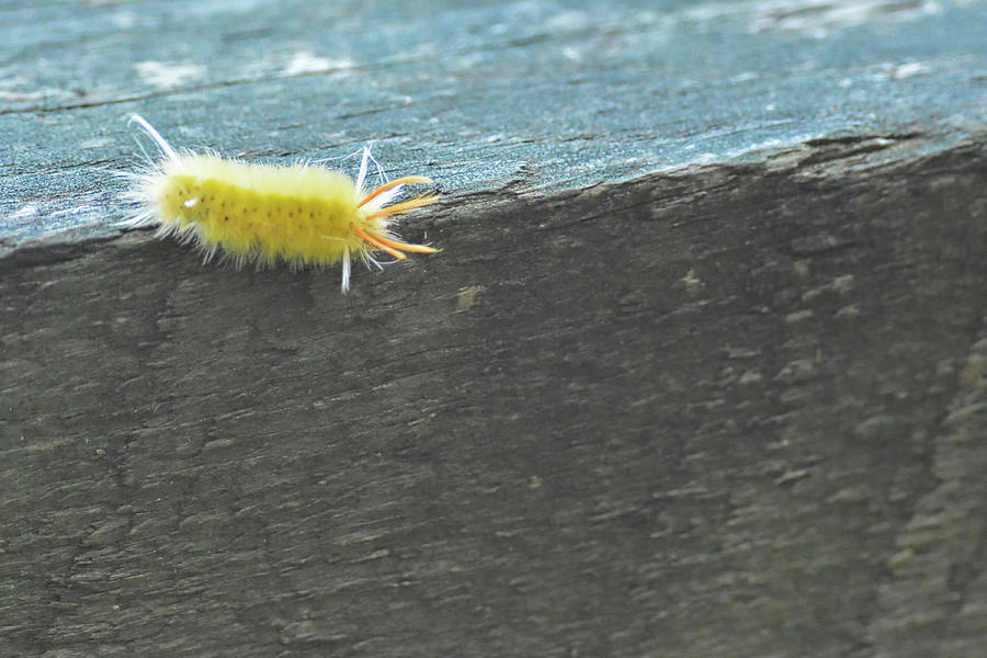 Wooly Worm In Shiloh, Tn Photograph