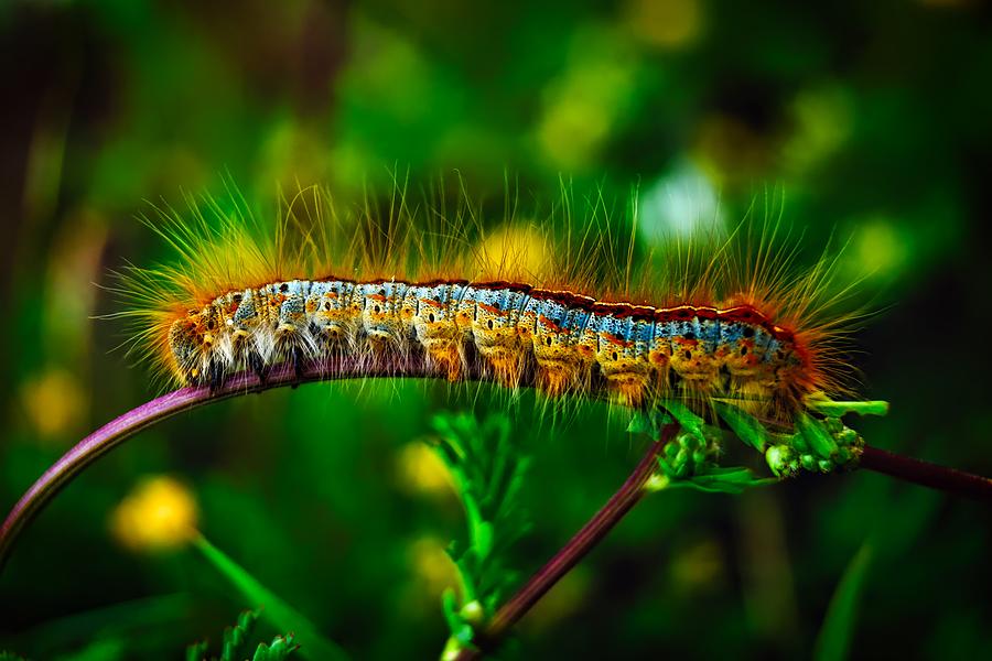 download pet woolly worm