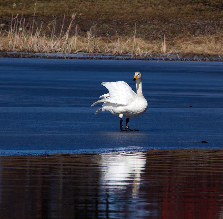 Wooper Swan Photograph