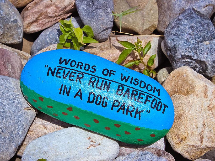 Words of Wisdom - Dog Park Photograph by Colleen Kammerer