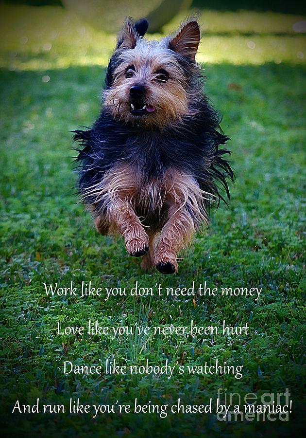 Dog Photograph - Words to Live By by Clare Bevan