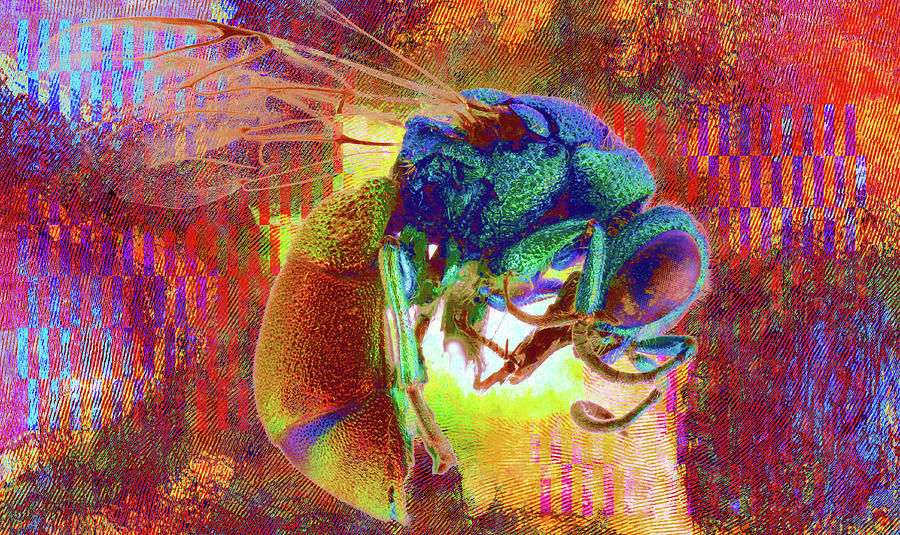 Insects Mixed Media - Work 00410 from USGS bee survey Pseudospinolia neglecta by Alex Hall