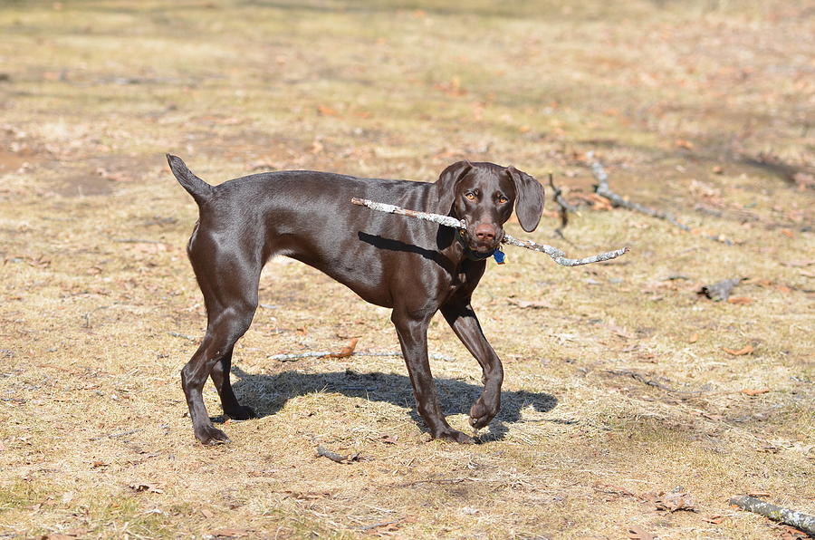 German Shorthaired Pointer Photograph - Work and Play by Tammy Mutka