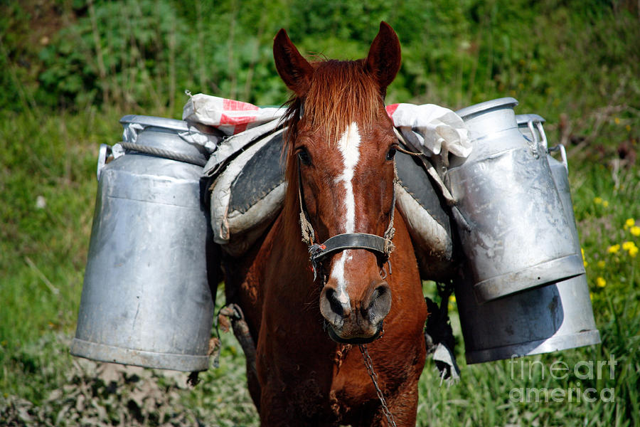 Farm Animals Photograph - Work horse at the Azores by Gaspar Avila