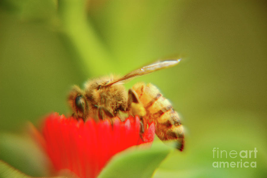 Worker Bee Photograph