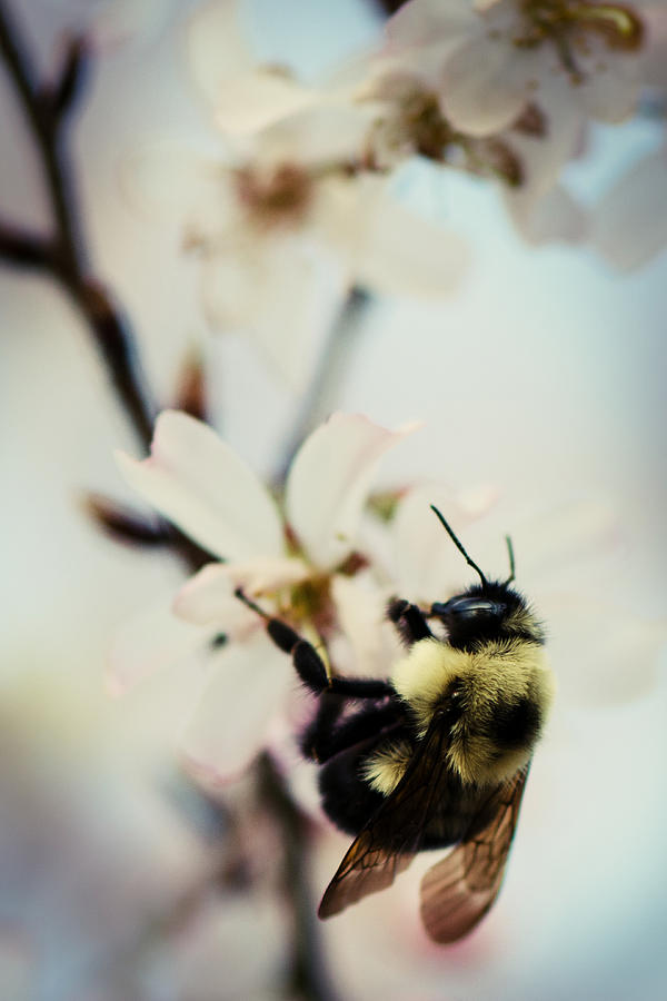 Nature Photograph - Worker Bee by Sarah Coppola