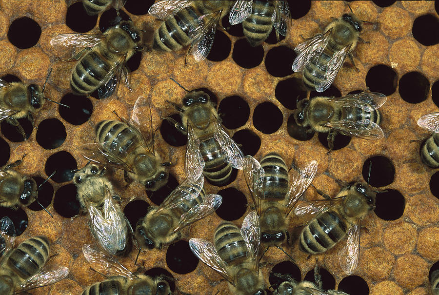 Worker Bees on Honeycomb Photograph by Konrad Wothe