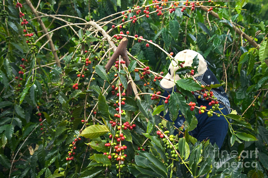 Worker Harvesting Kona Coffee Photograph by Inga Spence