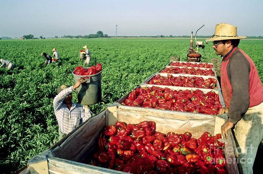Workers Harvesting Red Bell Peppers Photograph by Inga Spence