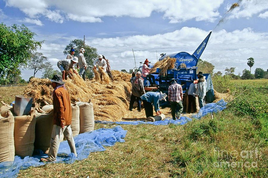 Workers Loading Rice Photograph by Inga Spence