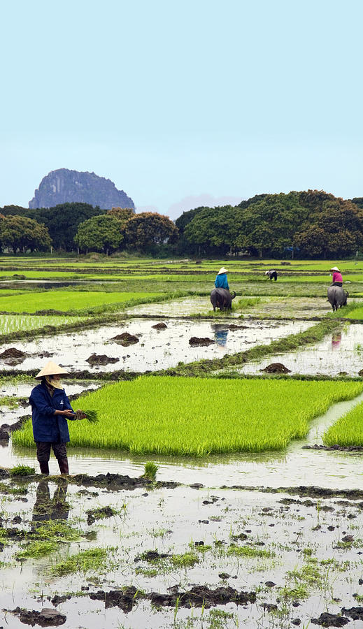 Working a Watery Rice Paddy Photograph by Sally Weigand