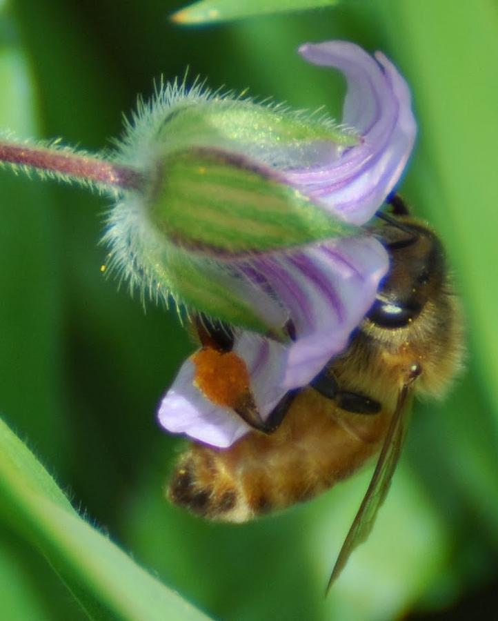 Working Bee Photograph