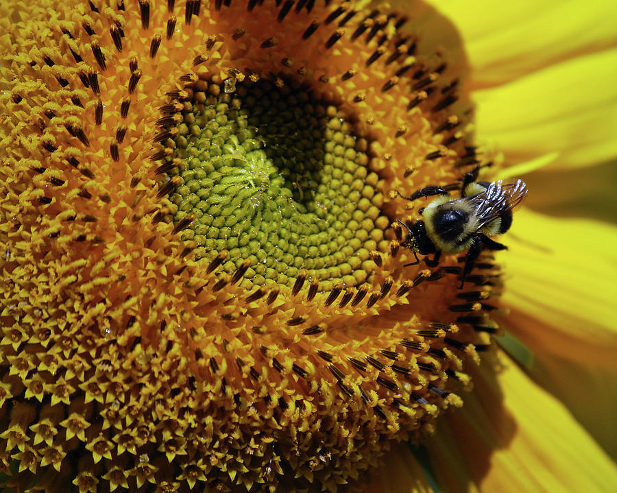 Working Bee Photograph by Ed Pratt - Pixels