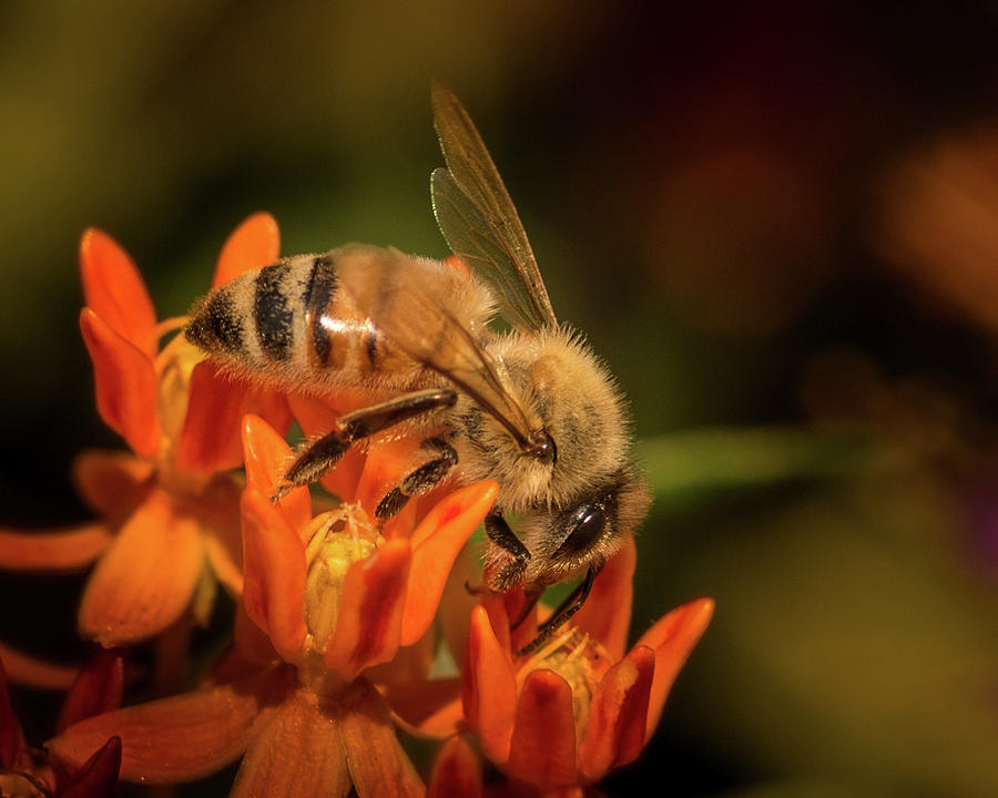 Working Bee Photograph