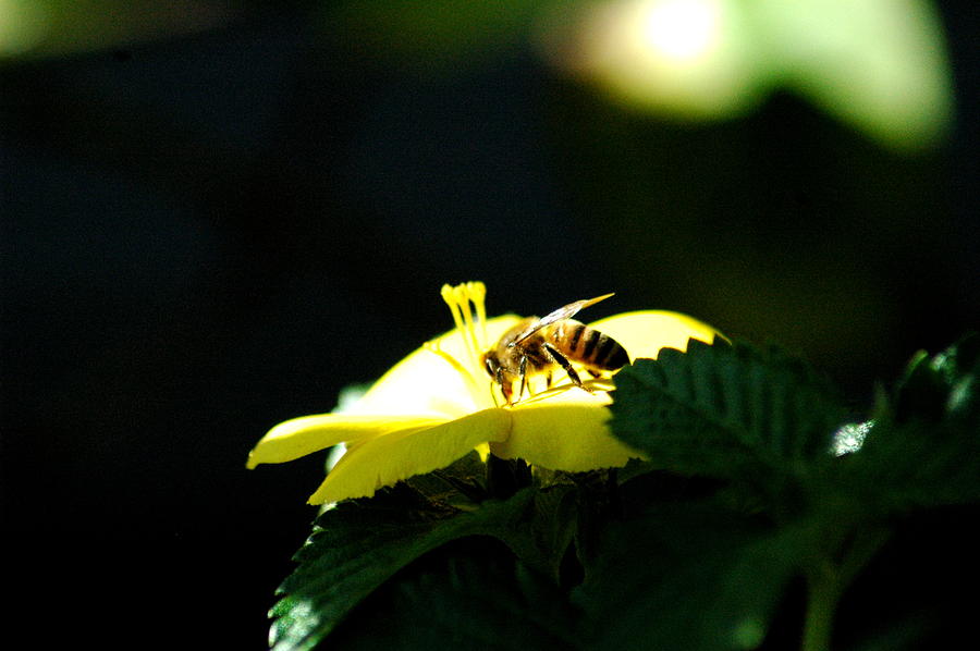 Working Bee Photograph by Teresa Blanton