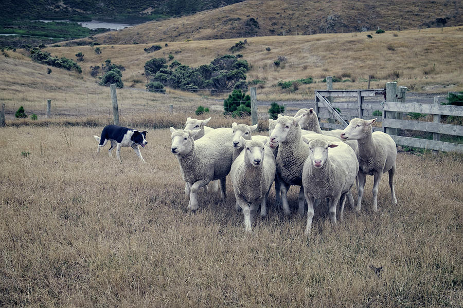 Working Dog and Sheep Photograph by Catherine Reading