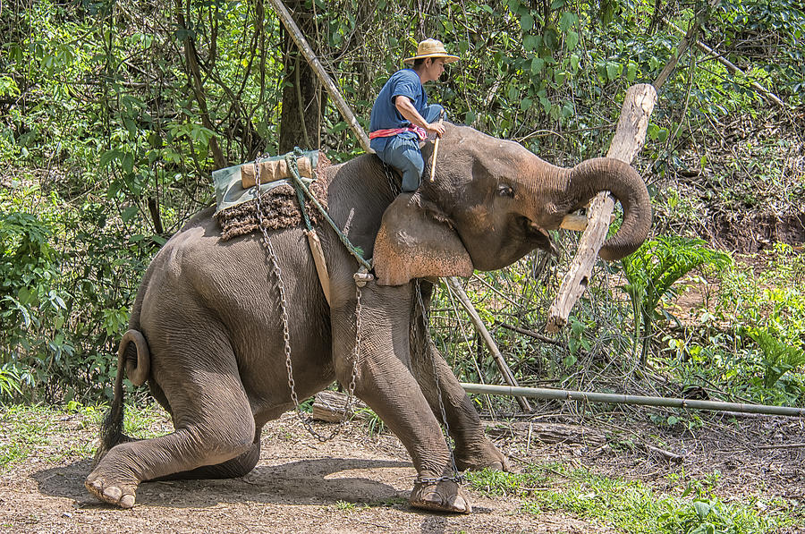 Working Elephant Photograph by Wade Aiken