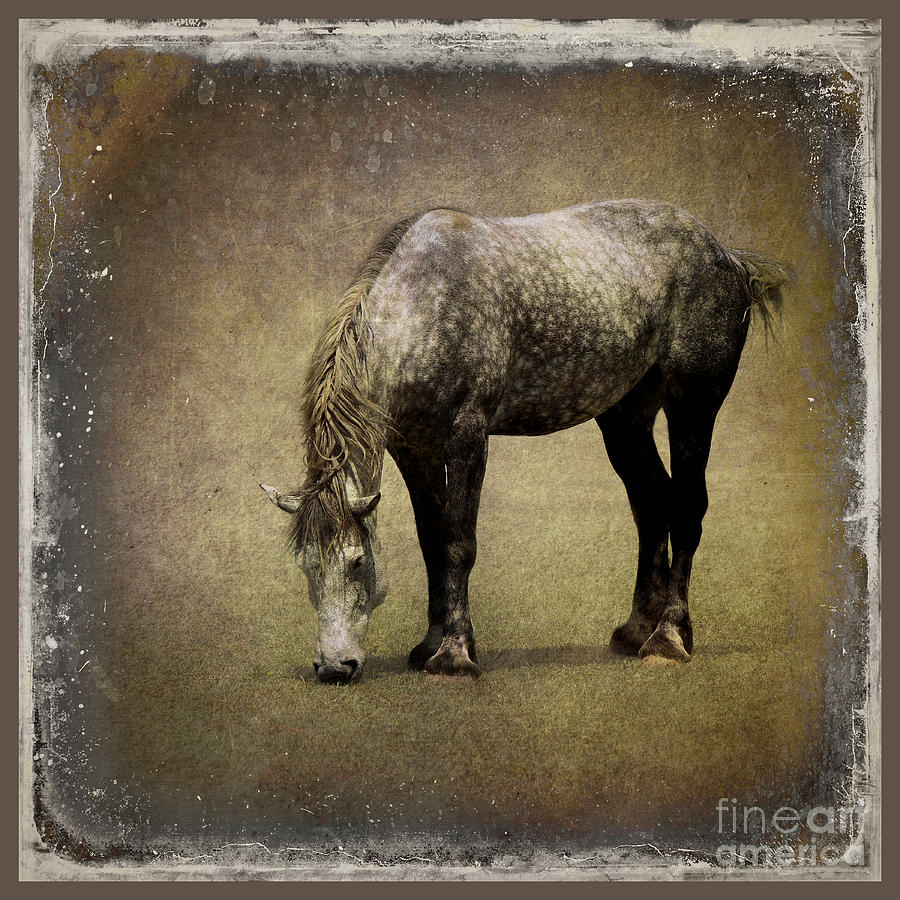 Nature Photograph - Working Horse by Sari Sauls