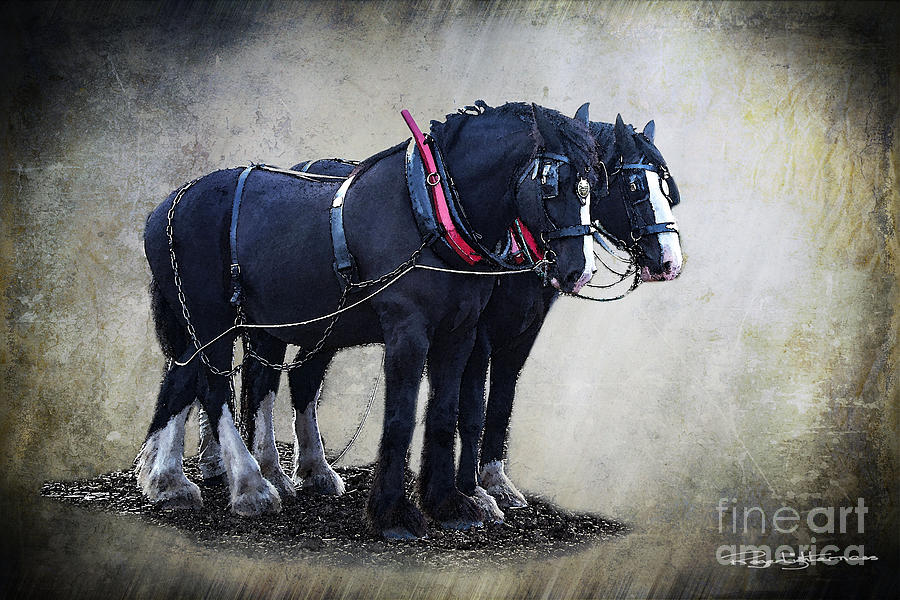Working Horses Photograph by Roger Lighterness