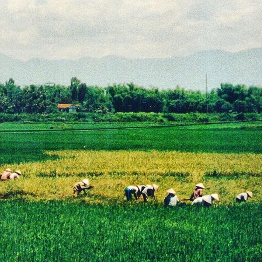 Life Photograph - Working In The Paddy Fields
#vietnam by Dreamcatcher Images