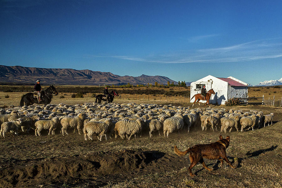 Working On The Sheep Ranch #2 - Patagonia Photograph by Stuart Litoff