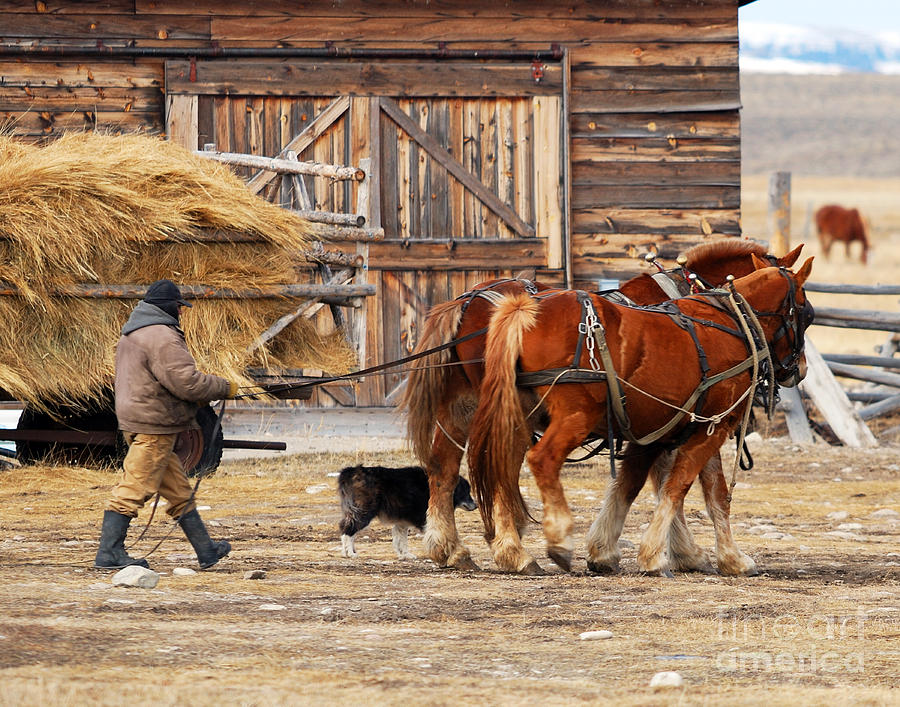 Horse Photograph - Works Done Back to The Barn by Brad Christensen