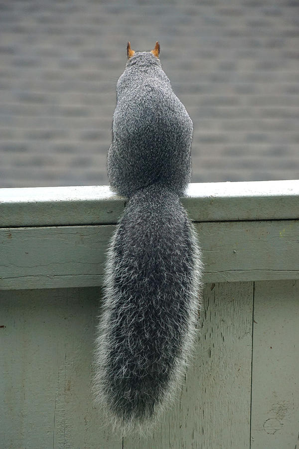 World Class Squirrel Tail Photograph by Ben Upham III