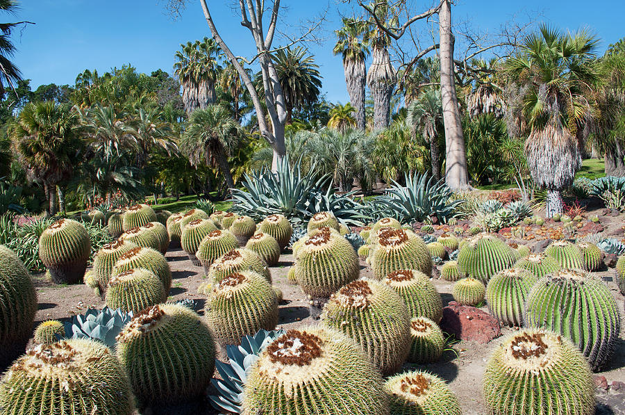 World Famous Cactus Garden Photograph by Kyle Hanson