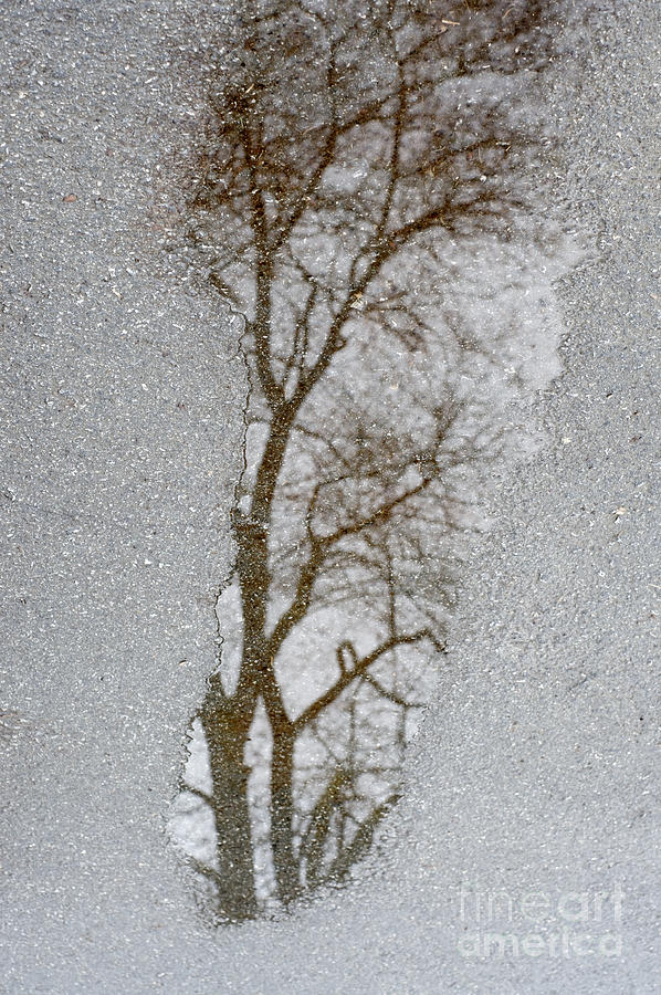 World in a puddle Photograph by John  Mitchell