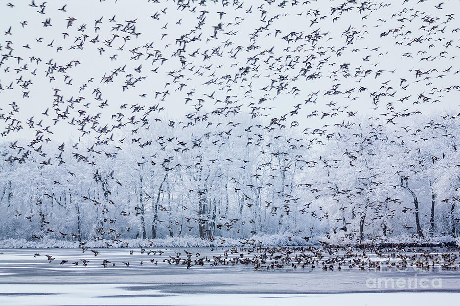 World of birds Photograph by Casper Cammeraat