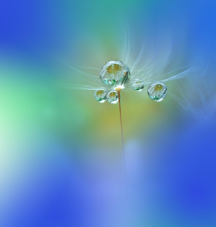 Flower Photograph - World Of Drops by Juliana Nan