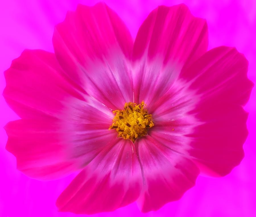 World of Hot Pink - Cosmos Photograph by MTBobbins Photography