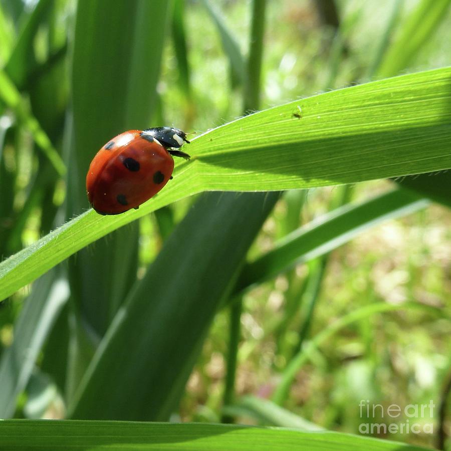 World of Ladybug 2 Photograph by Jean Bernard Roussilhe