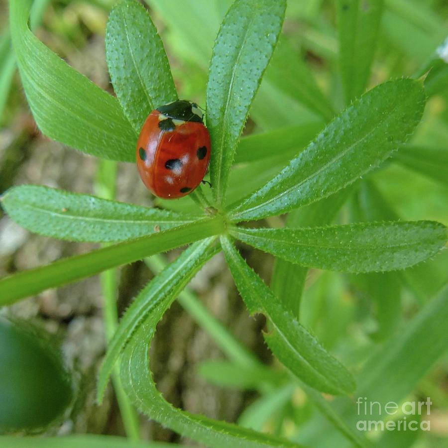 World of Ladybug 3 Photograph by Jean Bernard Roussilhe