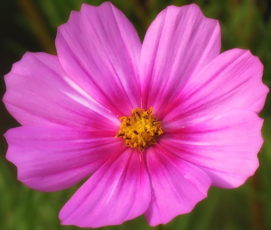 World of Pink - Cosmos Photograph by MTBobbins Photography