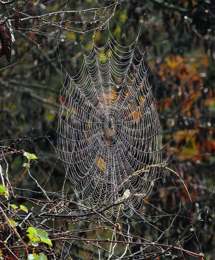 World of webs Photograph by Paul Ross