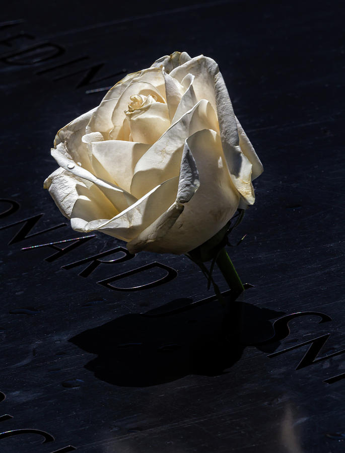 World Trade Center Memorial - Rose Photograph by Robert Ullmann