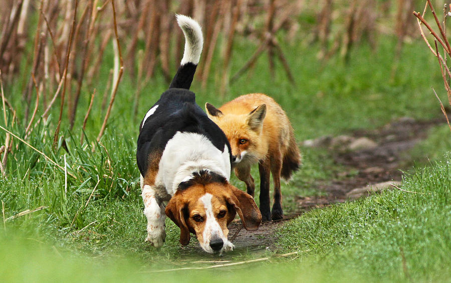 Wildlife Photograph - World\\\'s Worst Hunting Dog by Mircea Costina