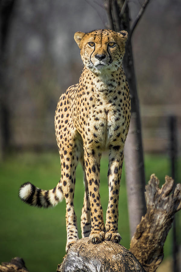 World's Fastest Land Animal Photograph by Ron Pate - Pixels