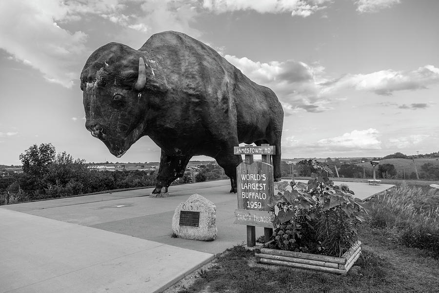 Worlds Largest Buffalo Photograph by John McGraw