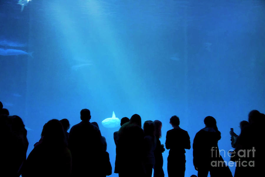 Worlds Largest Glass Wall Monterey Aquarium  Photograph by Chuck Kuhn