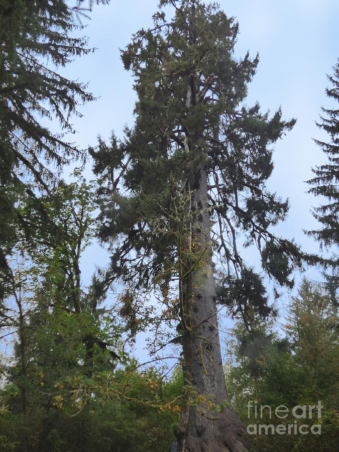 Worlds Largest Spruce Tree Photograph by Charles Robinson