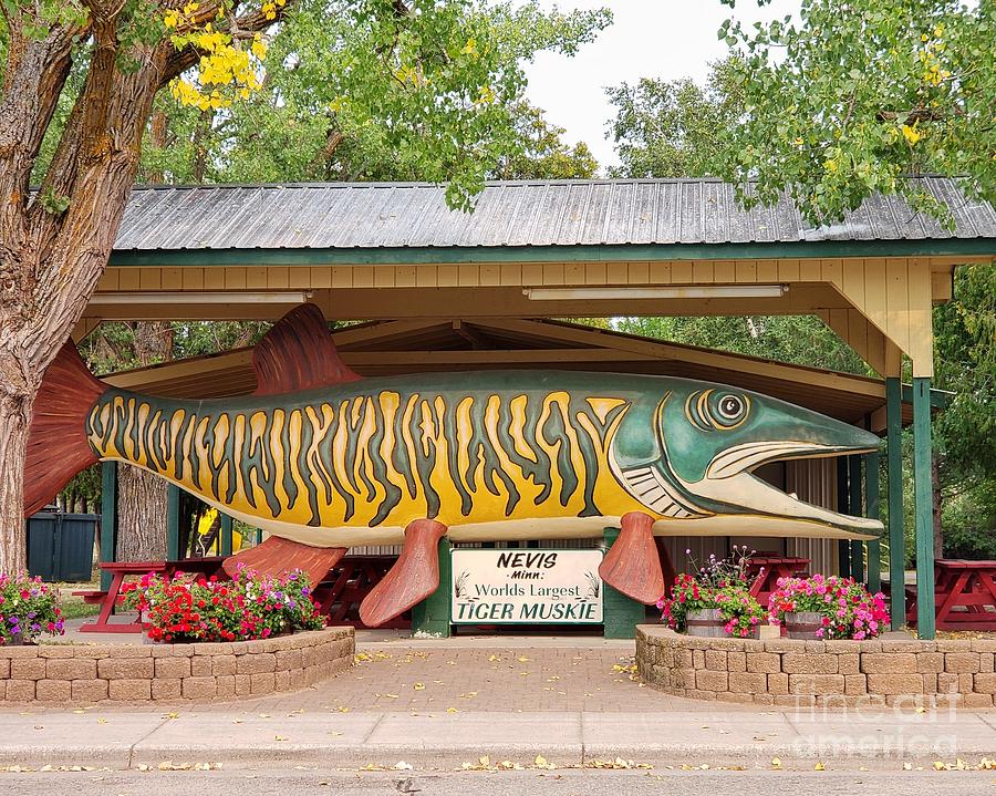 World's Largest Tiger Muskie by Rural America Scenics World's Largest Tiger Muskie by Rural America Scenics