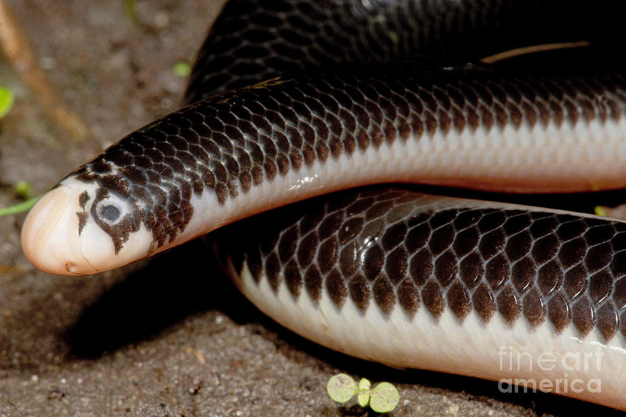 download snake that looks like a worm