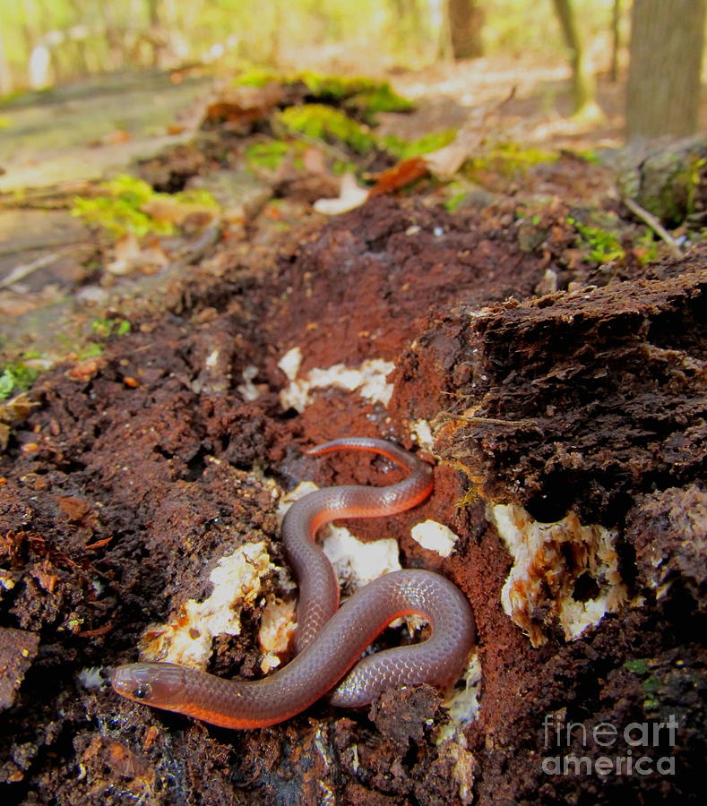 Worm Snake Photograph by Joshua Bales